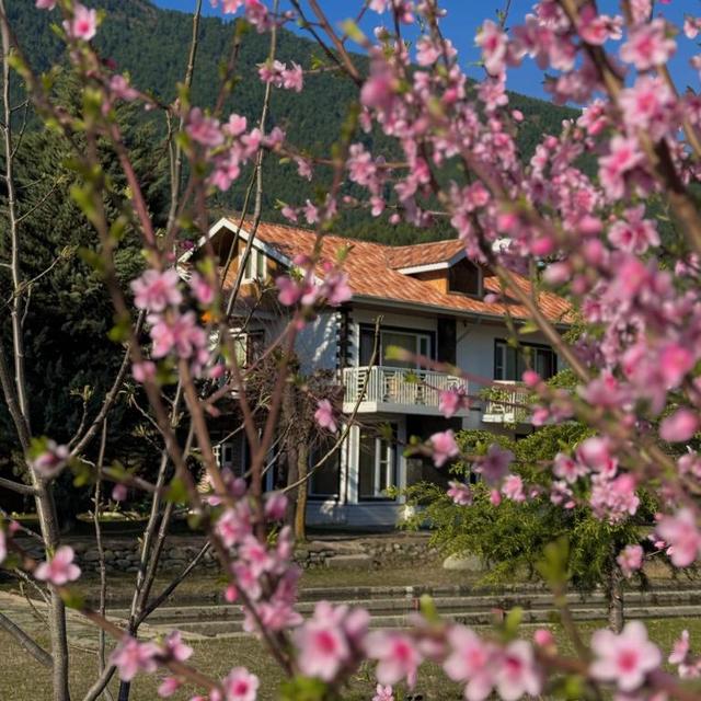 Khwab Villa behind blossoming spring trees | Kangan, Kashmir Khwab Villa behind blossoming spring trees